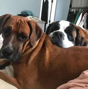 Meet your Posher, Laurie